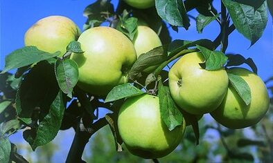 Infusione di mele per il trattamento delle vene varicose